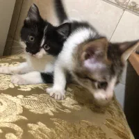 بچه گربه دوماهه