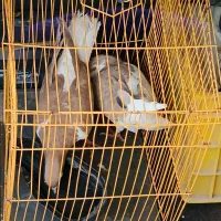 کفتر خال چپ عتیقه