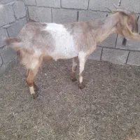 بز مناسب برای کشتن و داشت ۱۰میلیون