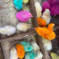 جوجه رنگی