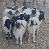 فروش بره دوبری