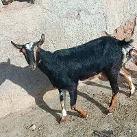 بز دو رگ مورسیا و آلپاین