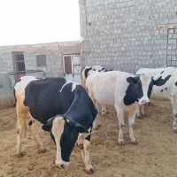 فروش دو راس گاو تلیسه