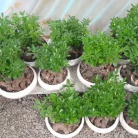 گل بنسای میخک عمده