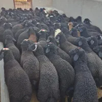 نصف گوشت بخوای قیمت۷۸۰معمولی بخوای ۶۸۰زنده گوسفند