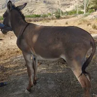 الاغ|حیوانات مزرعه|شیراز, آبیاری|دیوار