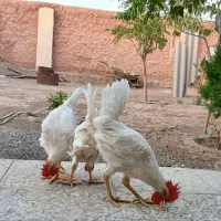 ۳ تا خروس سفید