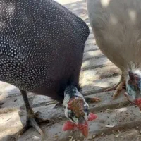 ۳عدد مرغ شاخدار