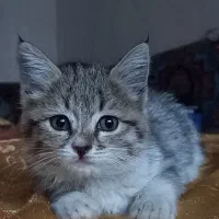 واگذاری گربه