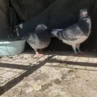 المانی چشم سیاه