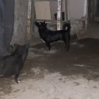 واگذاری سگ پاکوتاه