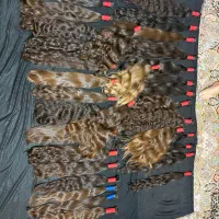 به قیمت طلا