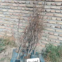 سنجد حاج حسین و صادراتی ونهال میوه