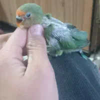 3عدد جوجه کوتوله