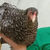 مرغ تخم گذار