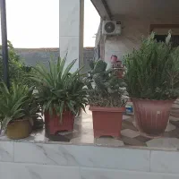 چند نمونه گل کاکتوس و غیره چند ساله