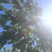 گیلاس تازه  تک دانه و آلبالو