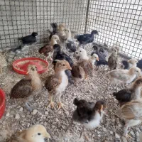 جوجه محلی اصل یک ماهه واکسن خورده