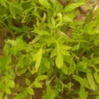 شیتیل گوجه فرنگی و فلفل