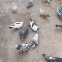 تعدادی کبوتر اصیل پلاکی جفتی با جوجه