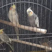 سه عدد عروس هلندی با قفس بزرگ