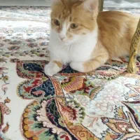 گربه پرشین میکس