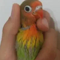 جوجه کوتوله طوطی
