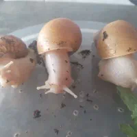 حلزون البینو