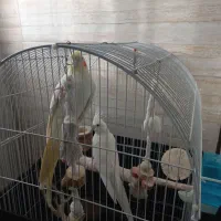دو عدد عروس هلندی