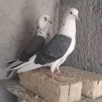 یه جفت کفتر