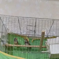 فنچ