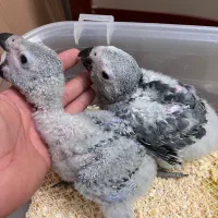 جوجه کاسکو سرلاکی دم قرمز