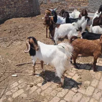 بز پاکستانی