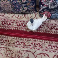 کفتر|پرنده|آران و بیدگل, |دیوار