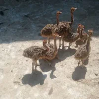 جوجه شتر مرغ هچری