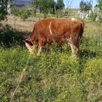 گوساله نرسمینتال