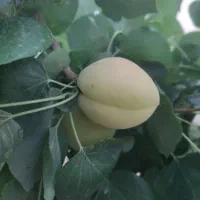 فروش باغ ۴۲۰ متری در جاده سهیلیه ( دولت‌آباد )