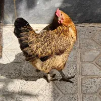 فروش مرغ گوشتی و تخمگذار