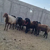 شیشک میش