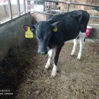 گوساله ماده