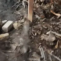 خرید فروش درخت چوب باغ هیزم خاک اره بهترین قیممت