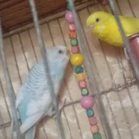 پرنده مرغ عشق