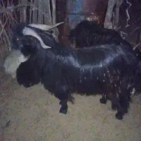 گوسفند فروشی