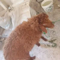 یک گوسفند نر