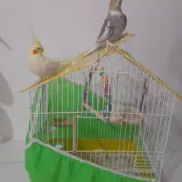 عروس هلندی نر وماده