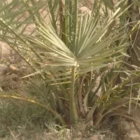 فروش پاجوش رسیده کبکاب