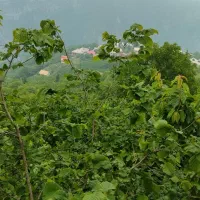 ۲ هکتار زمین فول امکانات آب، برق، گاز خوش قیمت
