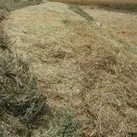 سلام شبدر فروشی چین اول و دوم