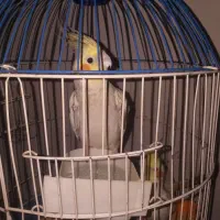 عروس هلندی