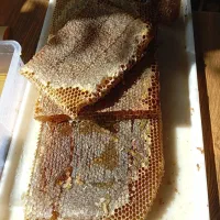 عسل کوهستان(کلیبر)